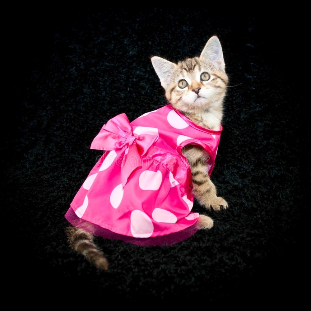 Meet your Posher, Grace
